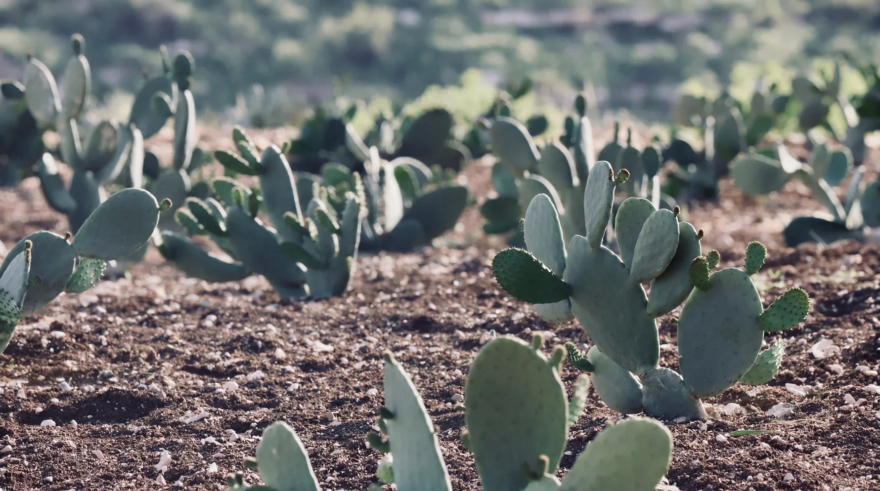 The Desert’s Best-Kept Secret for Ultimate Hydration